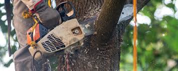 Best Tree and Shrub Care  in Miami Shores, FL