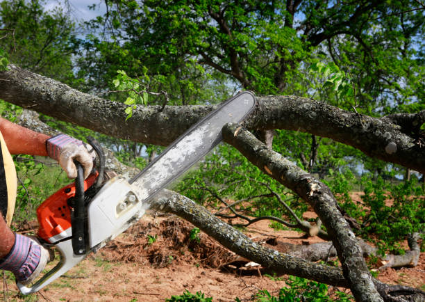 Best Stump Grinding and Removal  in Miami Shores, FL